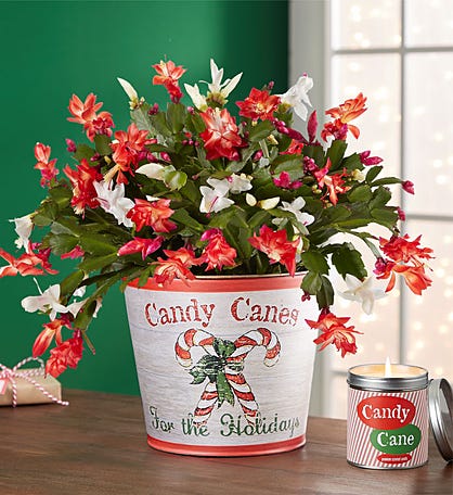 Candy Cane Christmas Cactus